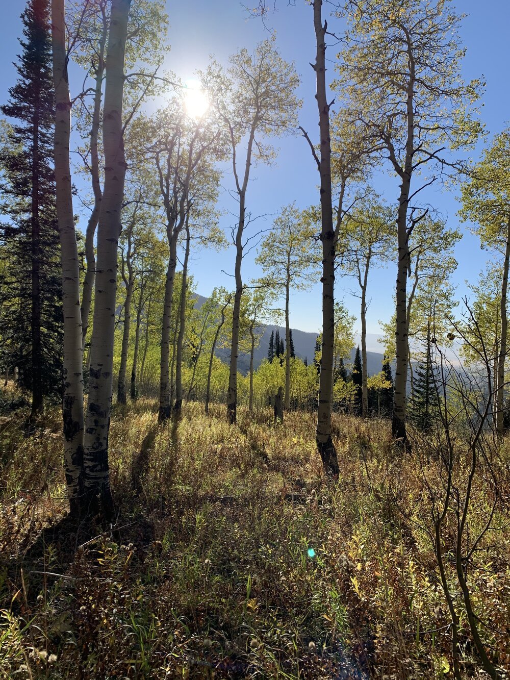 Grove+of+Aspens.jpeg