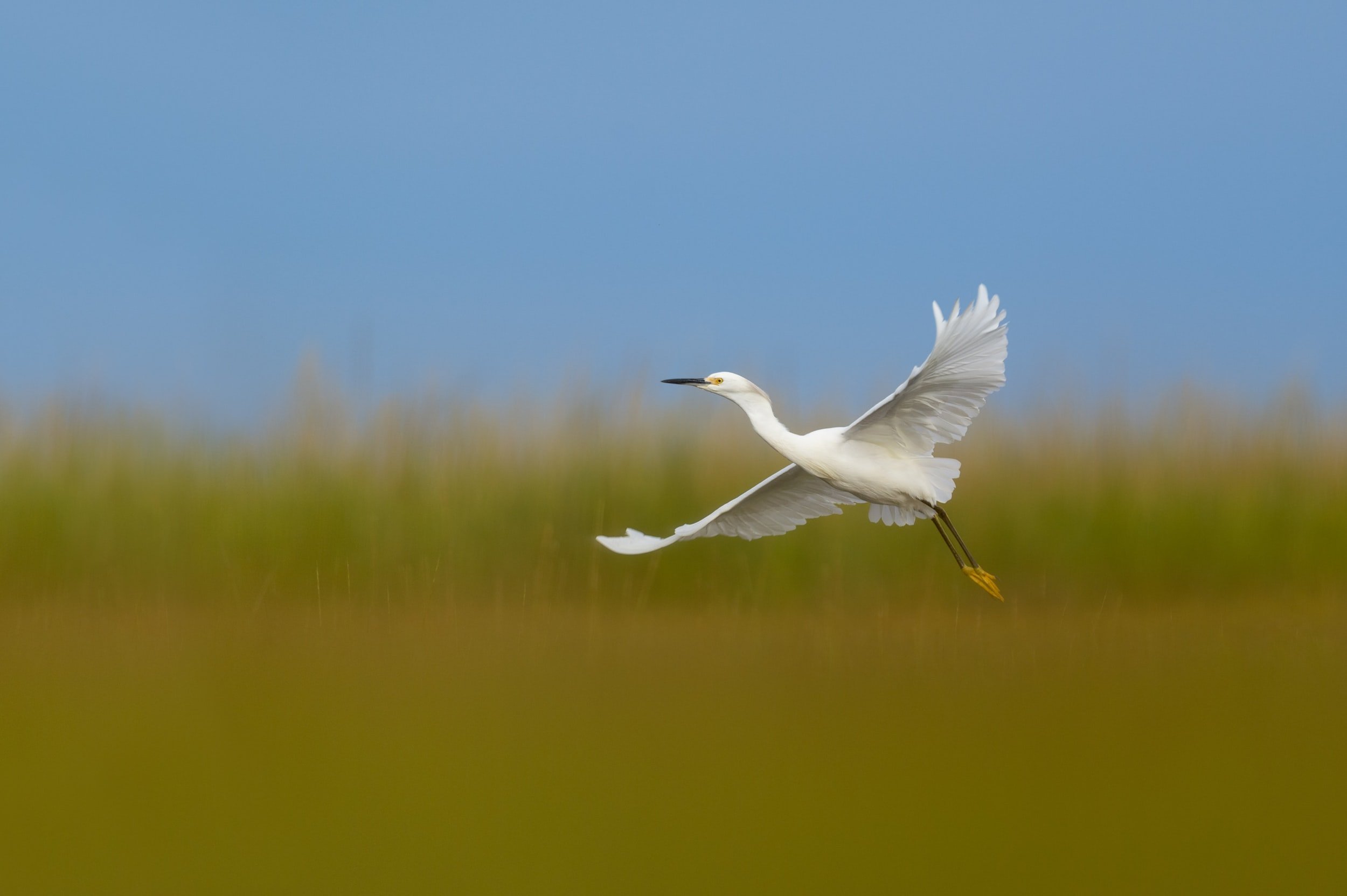 snowy-egret-flying