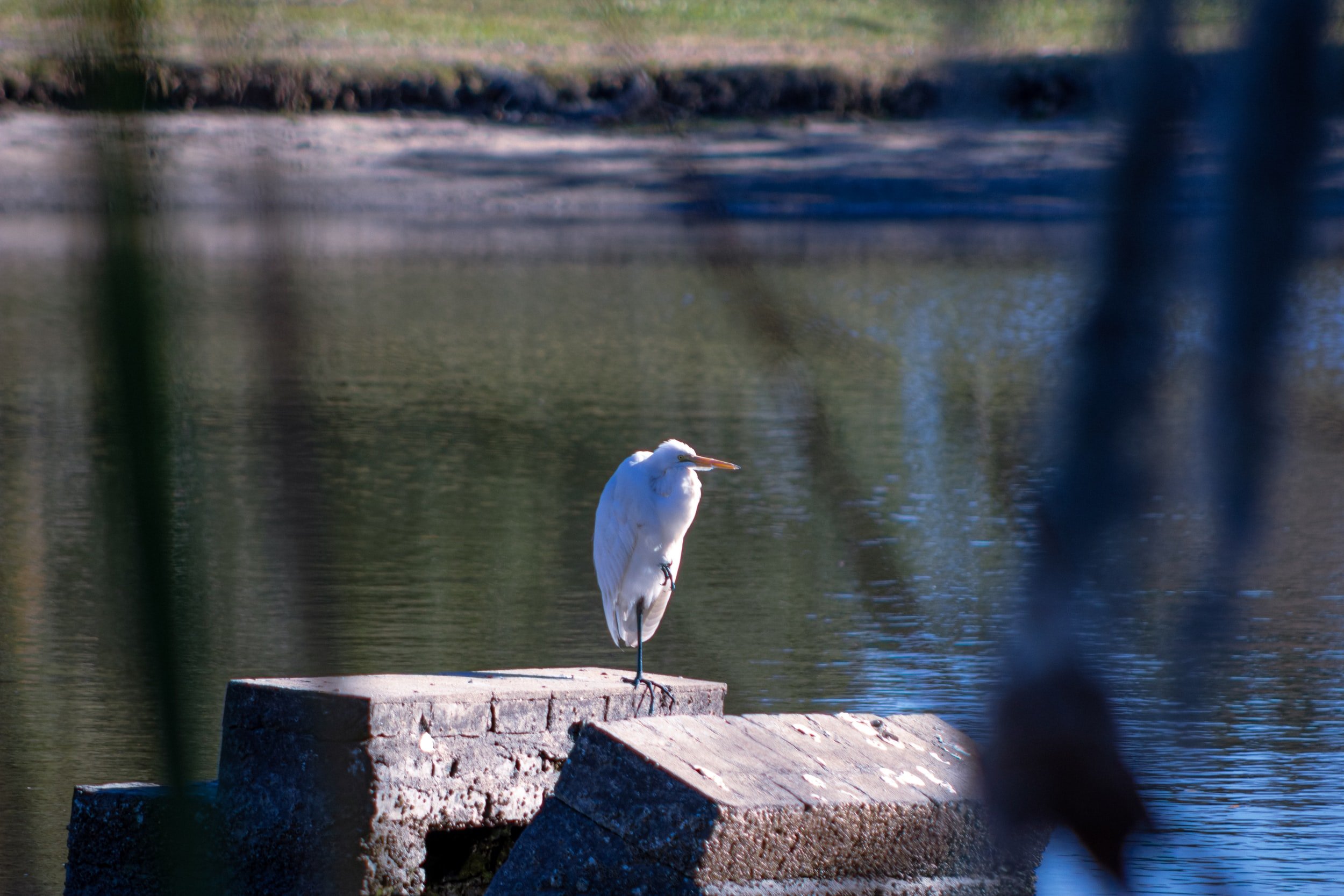 snowy-egret