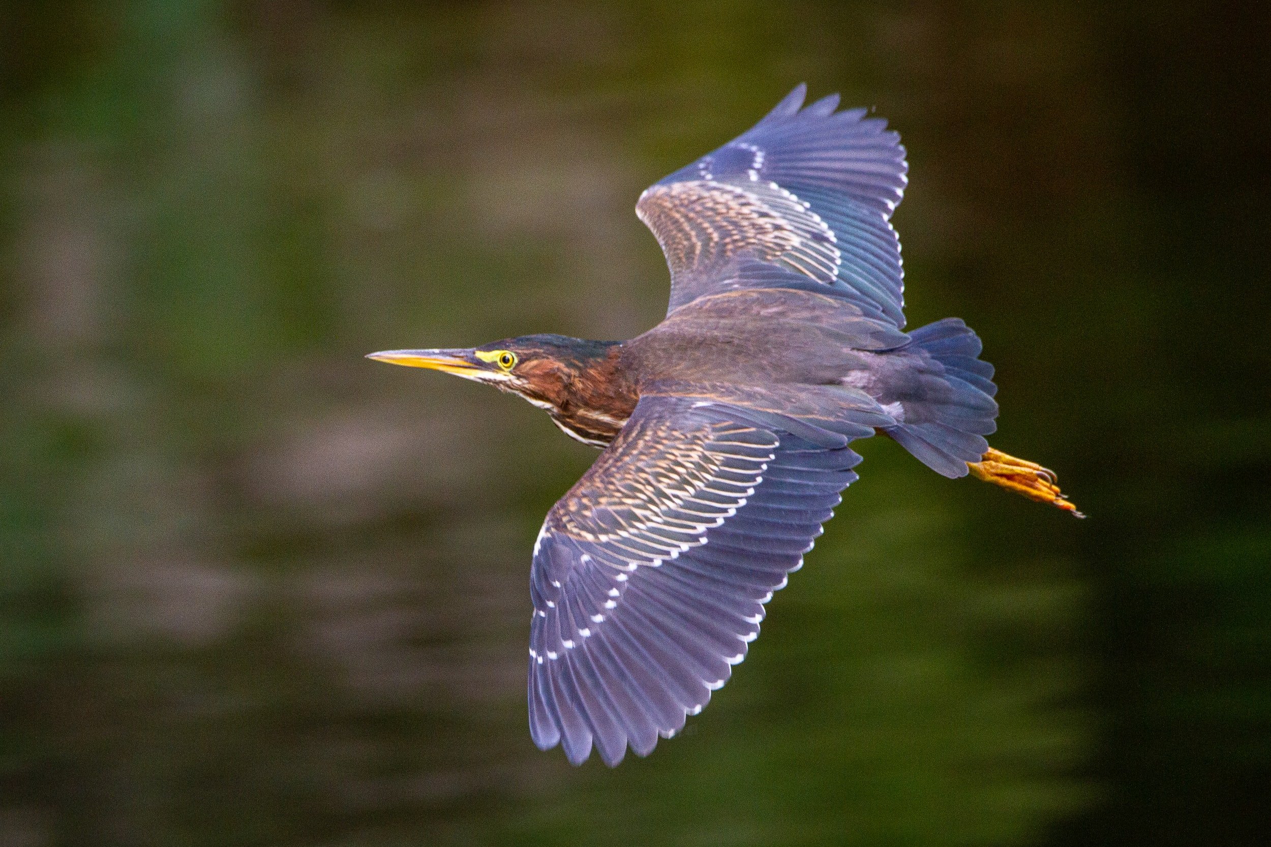 green-heron-flying