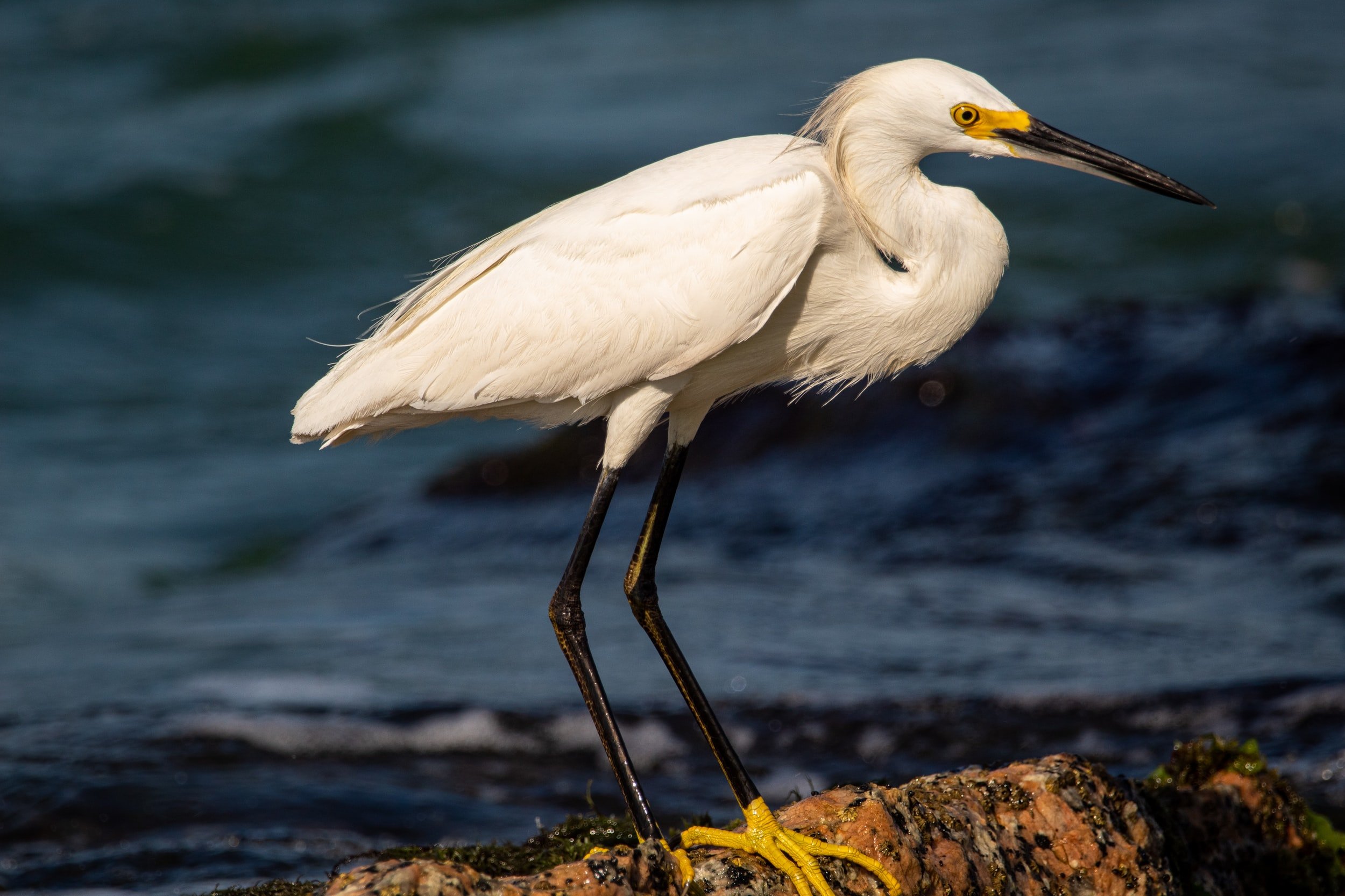 snowy-egret-standing