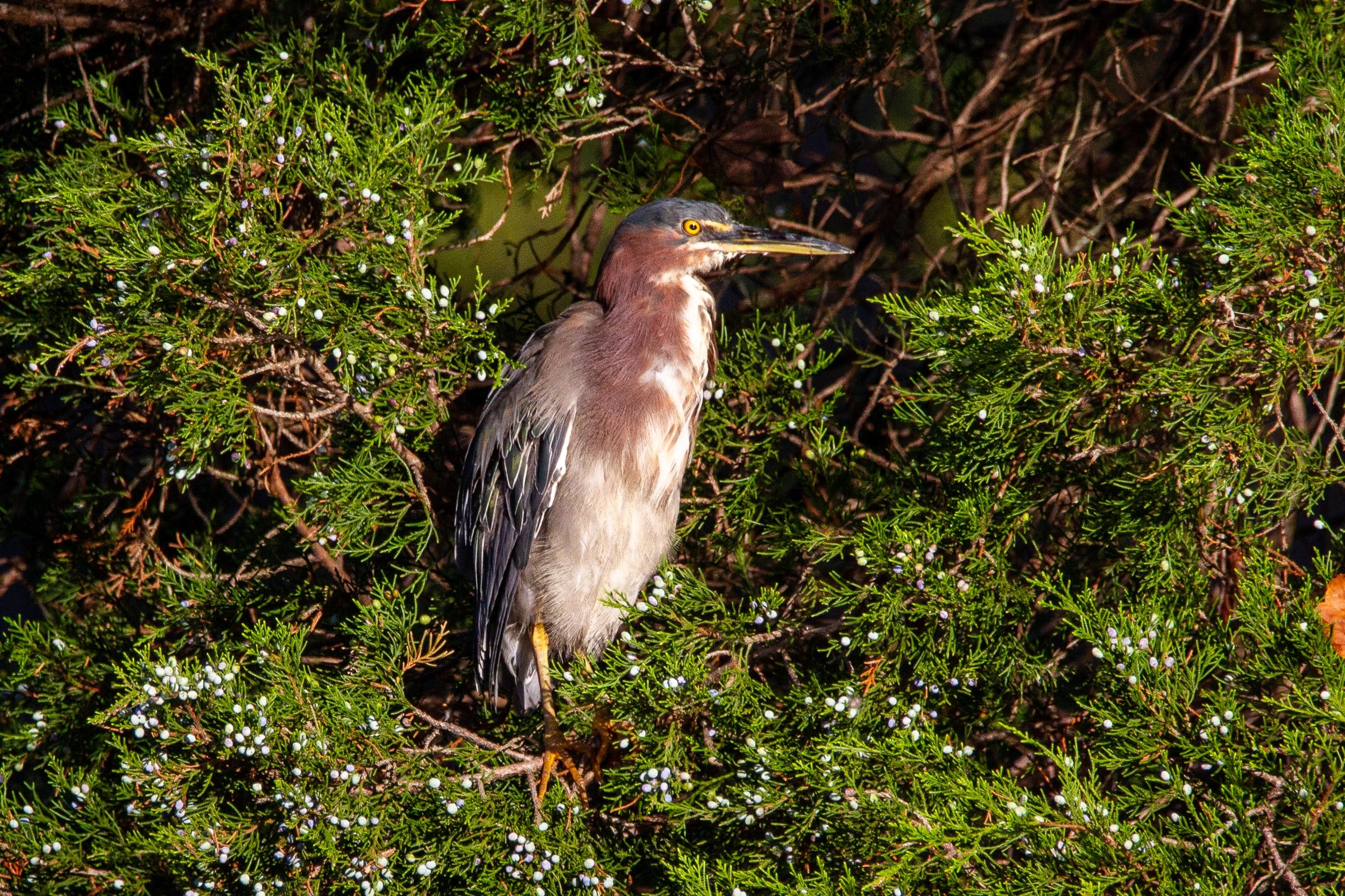 green-heron-tree