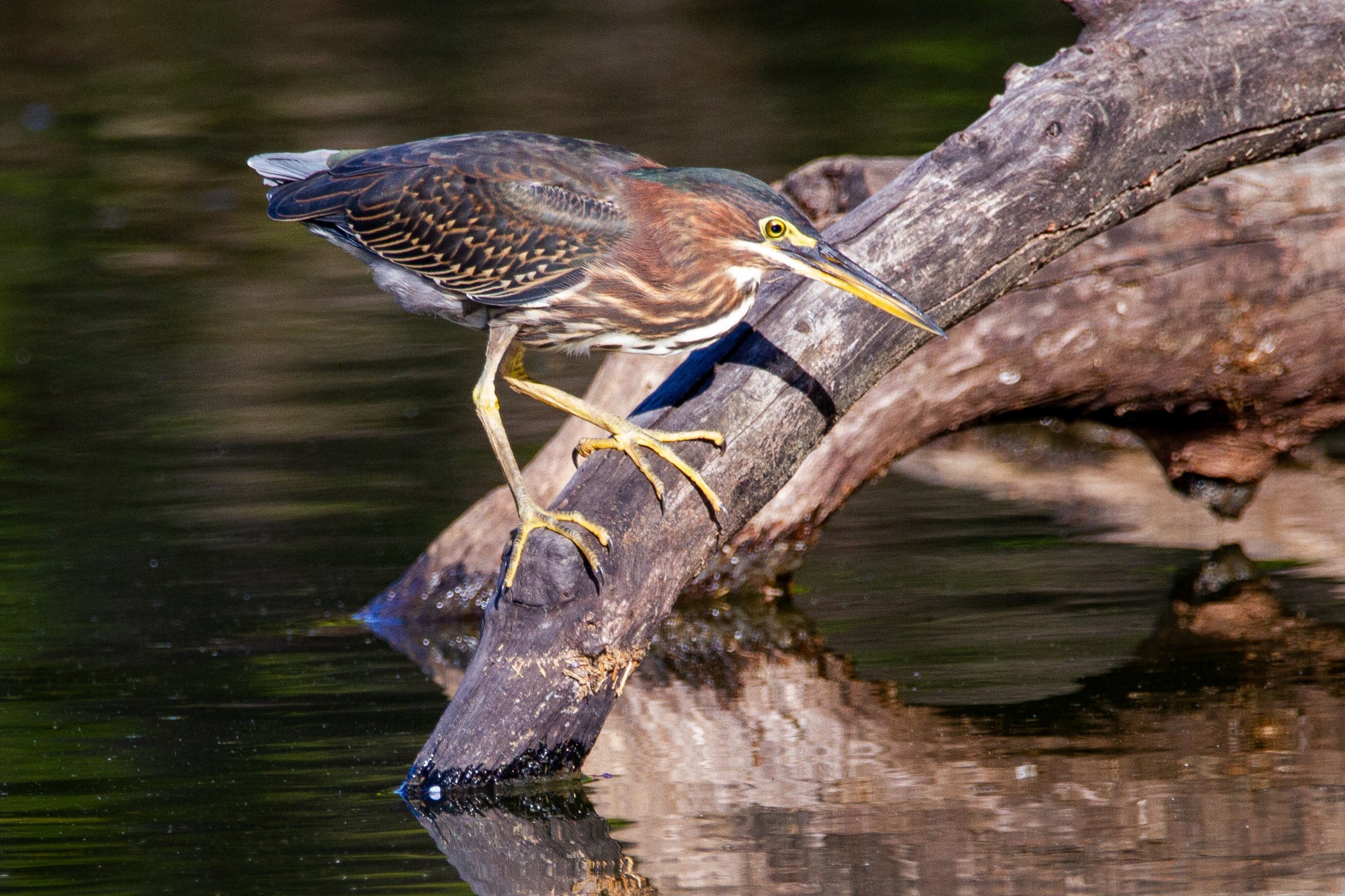 green-heron-on-log